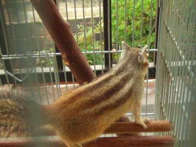 �C���`��