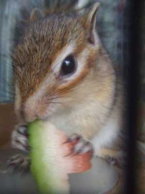 �X�C�J�|���I