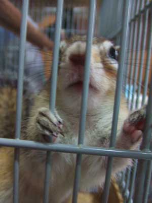 �����ł���