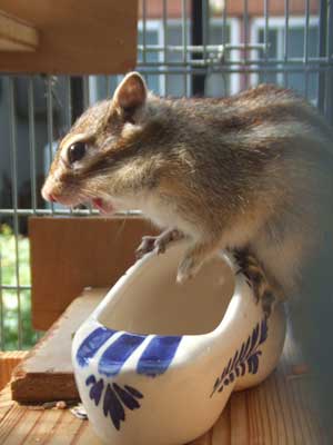 �����W���[