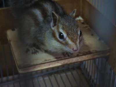 �����W���[