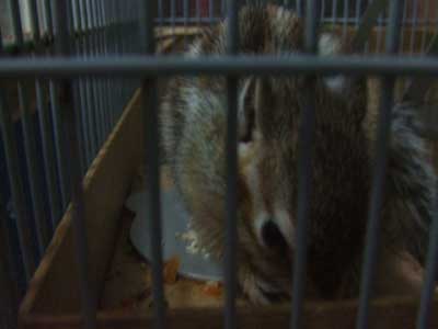 ���V���@���V��