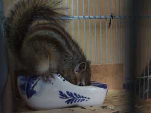 ���C�V���@���C�V���@���������ȁ`