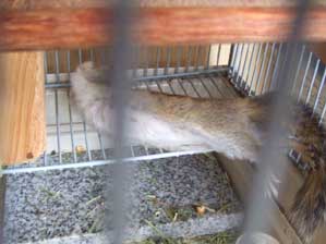 ���̐�܂Ńm�r�`